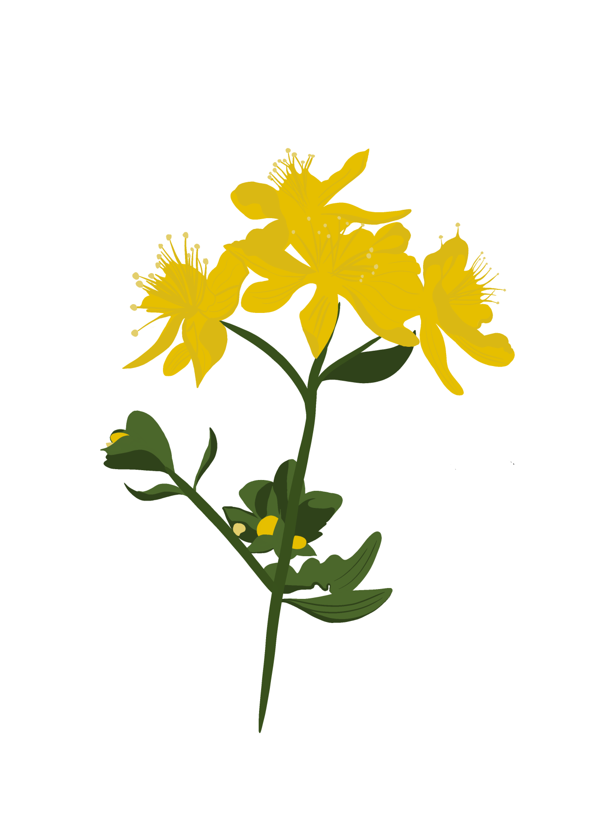 Foraging illo 1